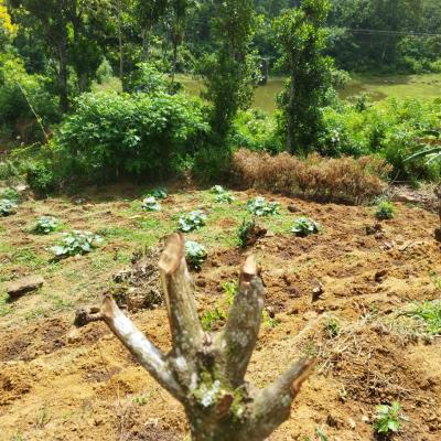 අපේ ගෙවත්ත